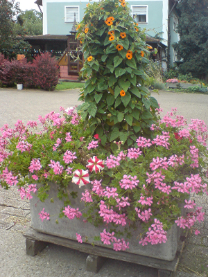 garten_schmidt_kuebel