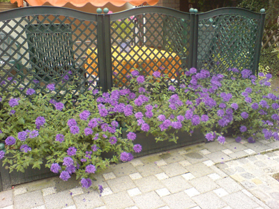 garten_schmidt_verbenen